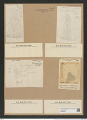 Coscinodiscus robustus Grev. (de-Toni-Nr.: Genus 202, Species 4967) Zeichnungen Sammlung Grunow Nr. 8567 (NHMW-BOT-W0378213)